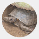 Recherche de gopher autocollants Tortue