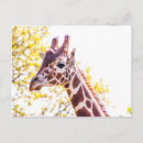 Zoek naar giraffen briefkaarten Bomen