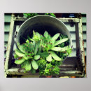 Zoek naar emmer posters Bloem