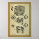 Recherche de oeil humain posters Anatomie