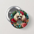 Recherche de poodle Caniche blanc