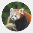 Recherche de panda rouge autocollants Animal