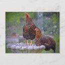 Recherche de poulle cartes postales Poulets