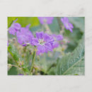 Recherche de fleurs lilas cartes postales Floral