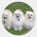 Recherche de spitz autocollants Chien