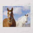 Recherche de deux chevaux cartes postales Photo de cheval