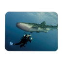 Recherche de requin baleine magnets Mer
