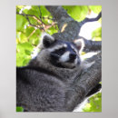 Recherche de animal masqué posters Mammifère