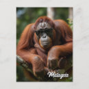 Zoek naar maleisie briefkaarten Borneo