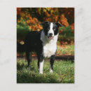 Recherche de pam cartes postales Langrishphotocanine