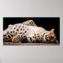 Recherche de laying posters Animal