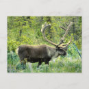 Recherche de caribou Nature