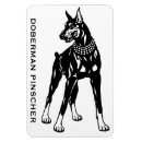 Recherche de pinscher magnets Chien