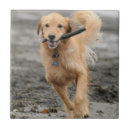 Recherche de courant carreaux Animal