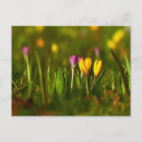 Recherche de crocus cartes postales Fleur
