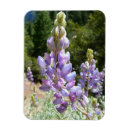 Recherche de fleurs de montagne magnets Lupin