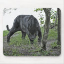 Recherche de jaguar noir tapis souris Léopard