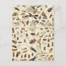 Zoek naar insecten briefkaarten Natuur