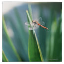 Recherche de libellule carreaux Animaux