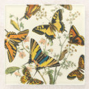 Recherche de insecte dessous de verres Ailes