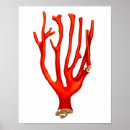 Zoek naar zee koraal posters Underwater