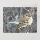 Recherche de moineaux cartes postales Photographie de la nature