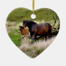 Recherche de poulain photographie Mares