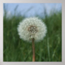 Recherche de dandelion posters Vert