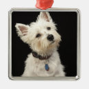 Recherche de west ornements Chien