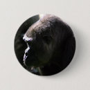 Recherche de gorille de plaine Sauvage
