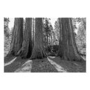 Recherche de sequoia posters Paysage