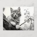 Recherche de de chaton cartes postales Amoureux des chats