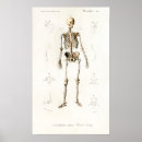 Recherche de squelette vintage posters Anatomique