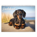 Recherche de teckel calendriers Dachshund