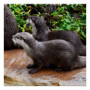 Recherche de loutre mignonne posters Loutres