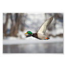 Recherche de canard en vol posters Sauvagine