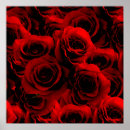 Recherche de roses rouge foncé posters Fleurs