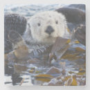 Recherche de loutre dessous de verres Animal