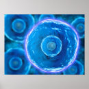 Recherche de système immunitaire posters Globules blancs