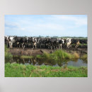 Zoek naar holstein koe posters Koeien
