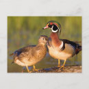 Recherche de buche cartes postales Aix sponsa