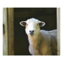 Recherche de agneau posters Rural
