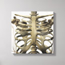 Recherche de sternum Médical