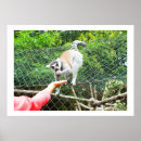 Recherche de primats posters Animal