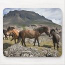 Recherche de troupeau chevaux tapis souris Ranch