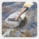 Recherche de oiseaux marins autocollants Océan
