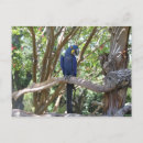 Recherche de perroquet bleu cartes postales Oiseau