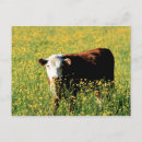 Recherche de vache bébé cartes postales Fleurs