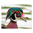 Recherche de canards sauvages posters Animal