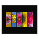 Recherche de rose orange posters Paysage